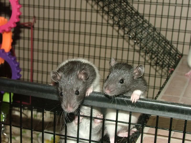 Picture of 6 week old rat? Page 2